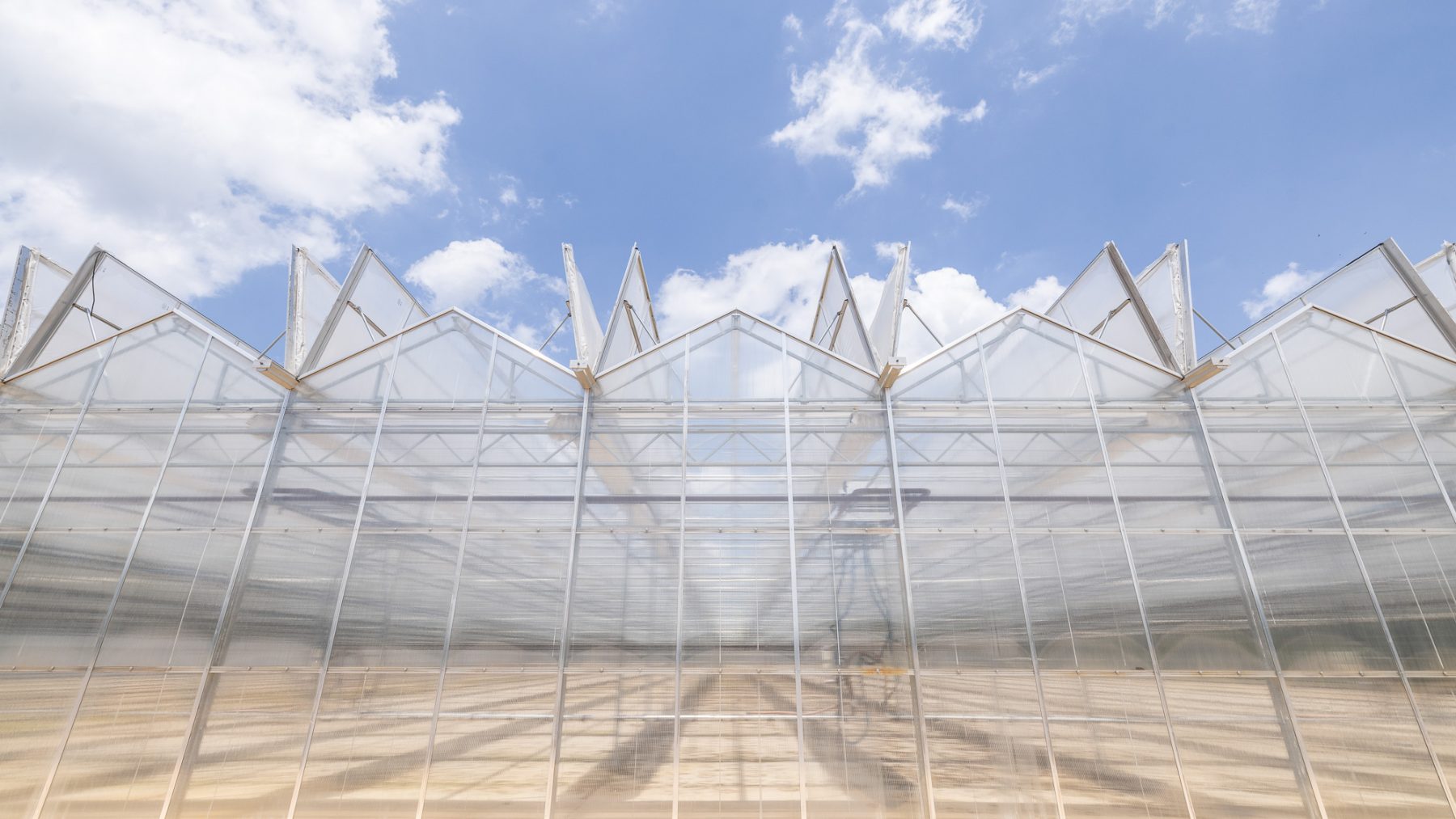 A transparent glass greenhouse, crafted by a leading commercial greenhouse manufacturer, features angular roof vents open to a blue sky with scattered clouds. Sunlight reflects off the empty structure’s gleaming glass panels. - Van Wingerden Commercial Greenhouses