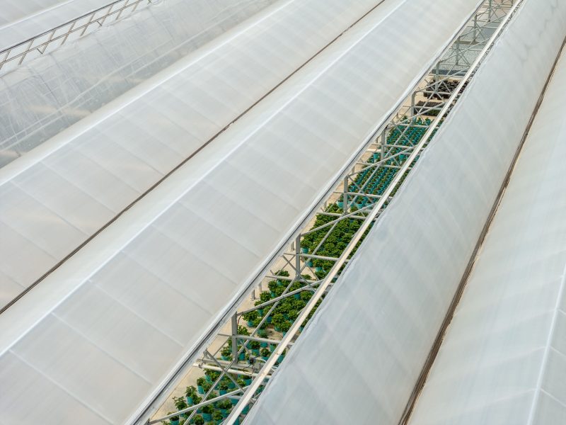 Aerial view of several large greenhouse structures with a narrow gap between them revealing rows of green plants growing inside. - Van Wingerden Commercial Greenhouses