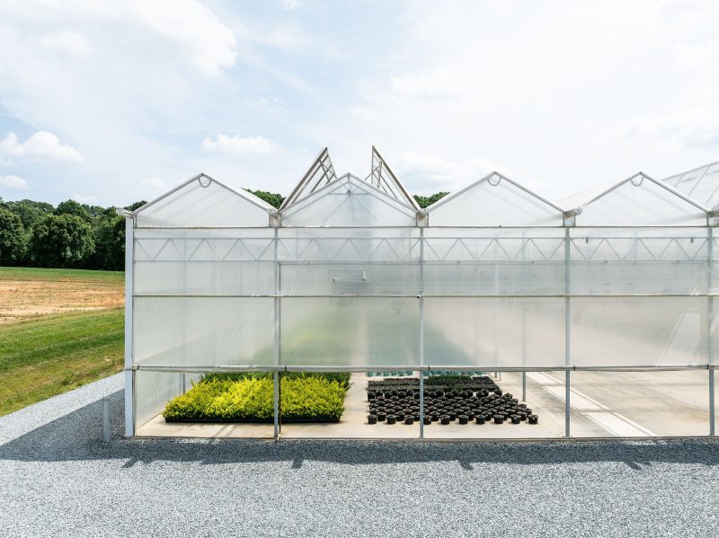 A greenhouse with a transparent roof and walls contains two groups of potted plants: one with green foliage and another with smaller, darker plants. The structure sits on a gravel surface with grass and trees in the background. - Van Wingerden Commercial Greenhouses