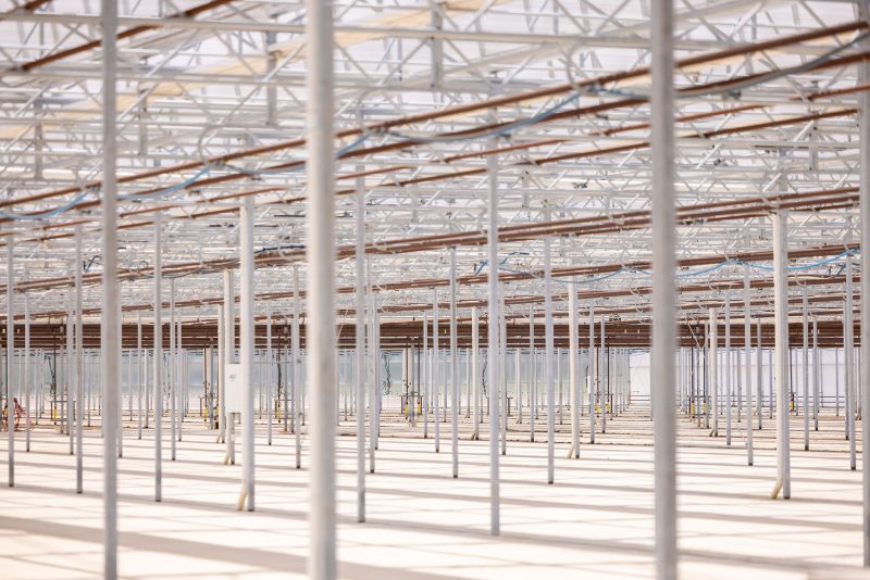 Rows of evenly spaced metal poles support the roof of a large, empty greenhouse with a translucent ceiling—designed by a leading commercial greenhouse manufacturer—to let in natural light and cast shadows on the white floor. - Van Wingerden Commercial Greenhouses
