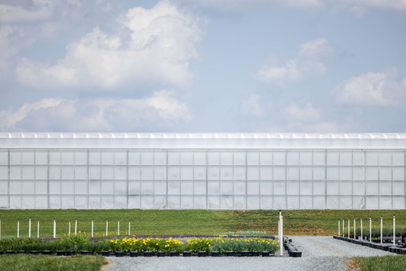 A large white greenhouse stands in the background, with a grassy lawn and rows of potted plants in front under a partly cloudy sky. - Van Wingerden Commercial Greenhouses