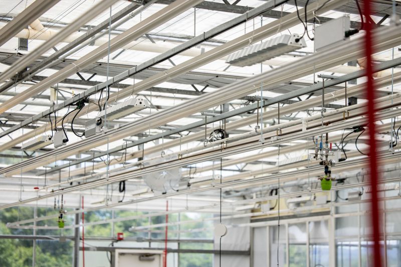 Ceiling view of a greenhouse interior showing metal beams, hanging light fixtures, electrical wiring, and various equipment. Sunlight filters through the transparent roof panels, and some greenery is visible outside. - Van Wingerden Commercial Greenhouses