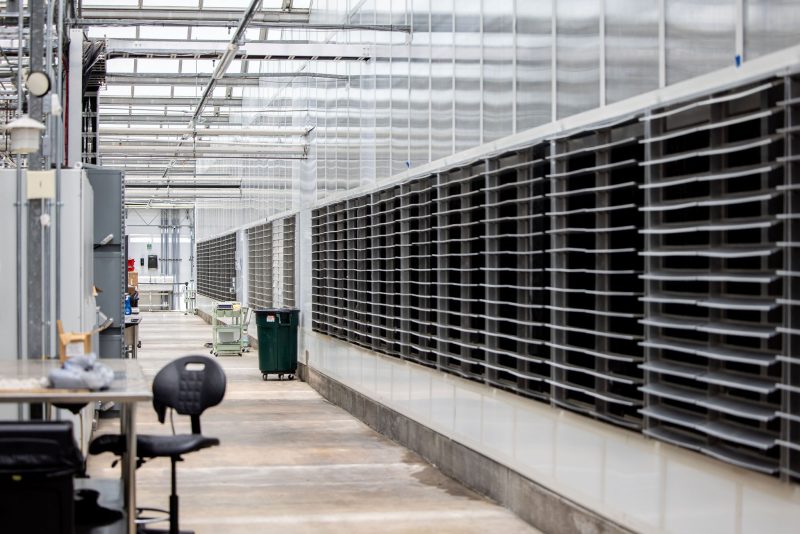 Interior of a large industrial greenhouse with metal ventilation panels on the right wall, tables and chairs on the left, and a trash bin and carts further down the concrete aisle. - Van Wingerden Commercial Greenhouses