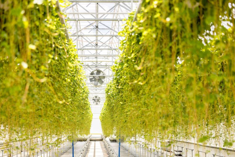 Rows of green plants hang from the ceiling in a bright greenhouse. Metal fans and a glass or plastic roof structure are visible above, with natural sunlight illuminating the space. - Van Wingerden Commercial Greenhouses