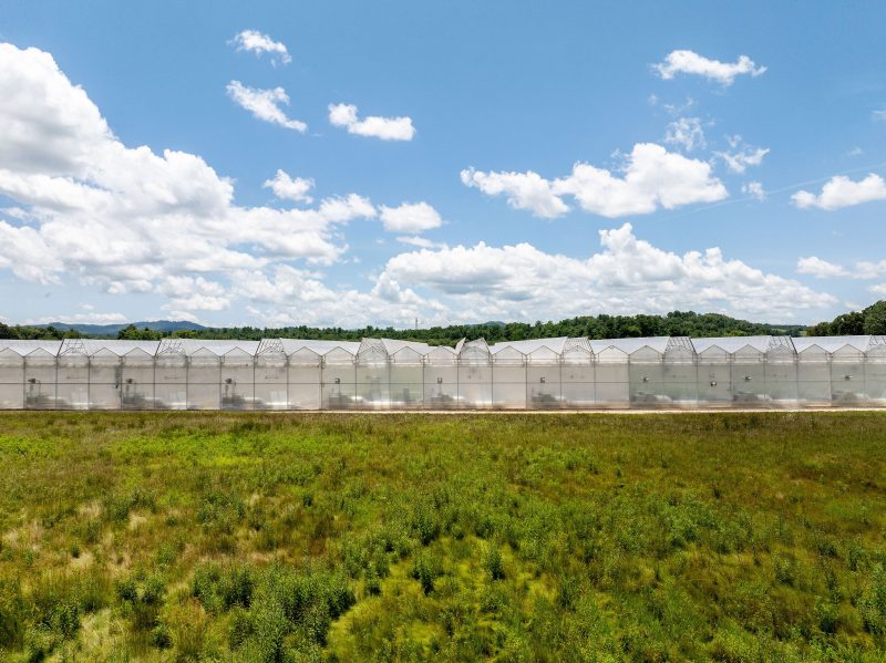 A row of large, white greenhouses stands behind a grassy field under a blue sky with scattered clouds. Trees and hills are visible in the background. - Van Wingerden Commercial Greenhouses