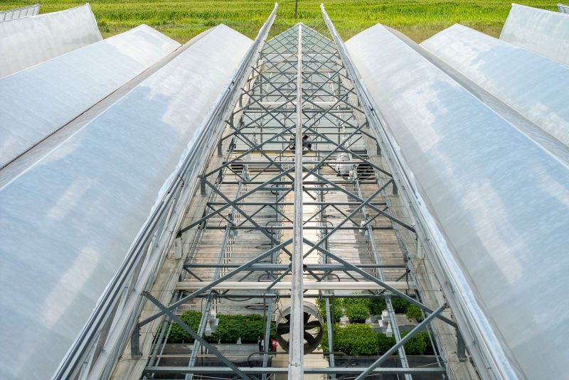 A glass-roofed commercial greenhouse with metal framework, rows of green plants inside, and white panels on both sides, viewed from above. Grass and fields are visible in the background—a model design from a leading greenhouse manufacturer. - Van Wingerden Commercial Greenhouses