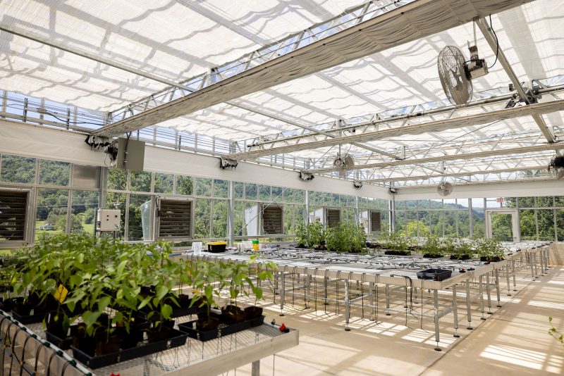 Wide view of a modern greenhouse with rows of metal tables holding potted plants, overhead fans, and large windows letting in natural light. Green hills are visible outside through the glass walls. - Van Wingerden Commercial Greenhouses