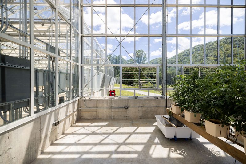 A greenhouse with large glass windows, concrete floors, potted plants on raised platforms, visible wiring and vents, and a view of trees and hills outside on a sunny day. - Van Wingerden Commercial Greenhouses