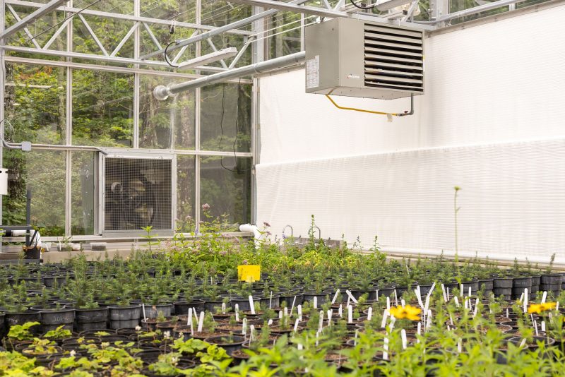 Rows of potted plants with white labels are arranged on tables inside a greenhouse with transparent walls and ceiling; a heater and ventilation unit are visible above the plants. - Van Wingerden Commercial Greenhouses