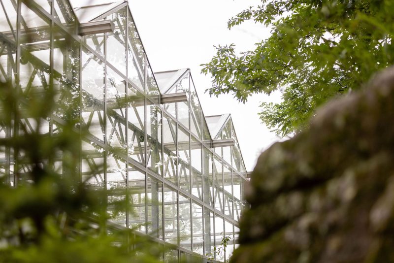 A row of glass greenhouses with triangular roofs is partially obscured by green foliage and a stone or rock in the foreground. The structures are set against a bright, overcast sky. - Van Wingerden Commercial Greenhouses