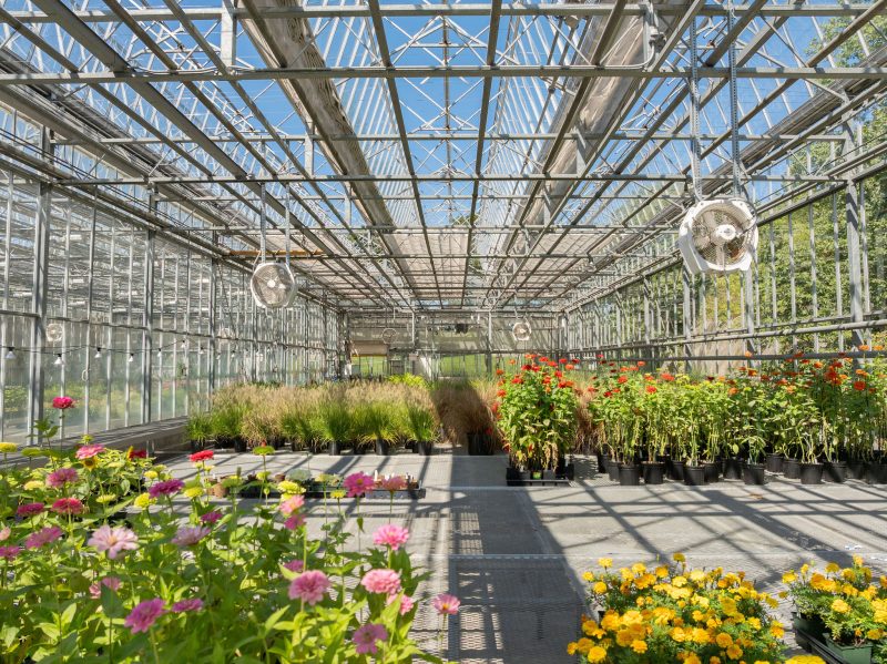 A greenhouse interior with glass walls and ceiling, large overhead fans, and rows of potted flowering plants and grasses. Sunlight streams in, illuminating the vibrant colors of the flowers. - Van Wingerden Commercial Greenhouses
