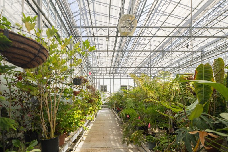 A greenhouse interior with a concrete walkway, potted plants and trees on both sides, hanging baskets, and a transparent ceiling allowing sunlight to enter. A ceiling fan is mounted at the far end. - Van Wingerden Commercial Greenhouses