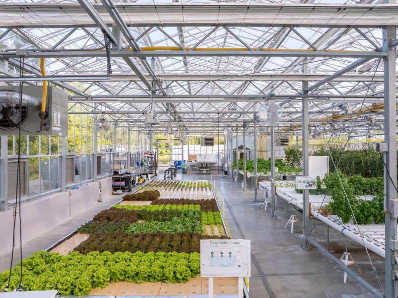 Rows of green and red lettuce grow in a greenhouse using hydroponic systems. The interior is bright with metal beams, glass walls, and various equipment along the sides. Signs with diagrams are visible. - Van Wingerden Commercial Greenhouses