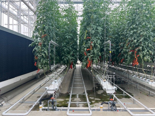 Rows of tall tomato plants with ripe red tomatoes grow indoors in a greenhouse. The plants are supported by vertical strings and irrigation tubes run along the ground. The area appears clean and organized. - Van Wingerden Commercial Greenhouses