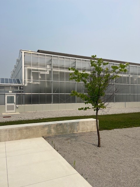 A young tree stands in front of a modern greenhouse with transparent panels. The ground is covered with gravel and a concrete bench is nearby. The sky appears hazy. - Van Wingerden Commercial Greenhouses